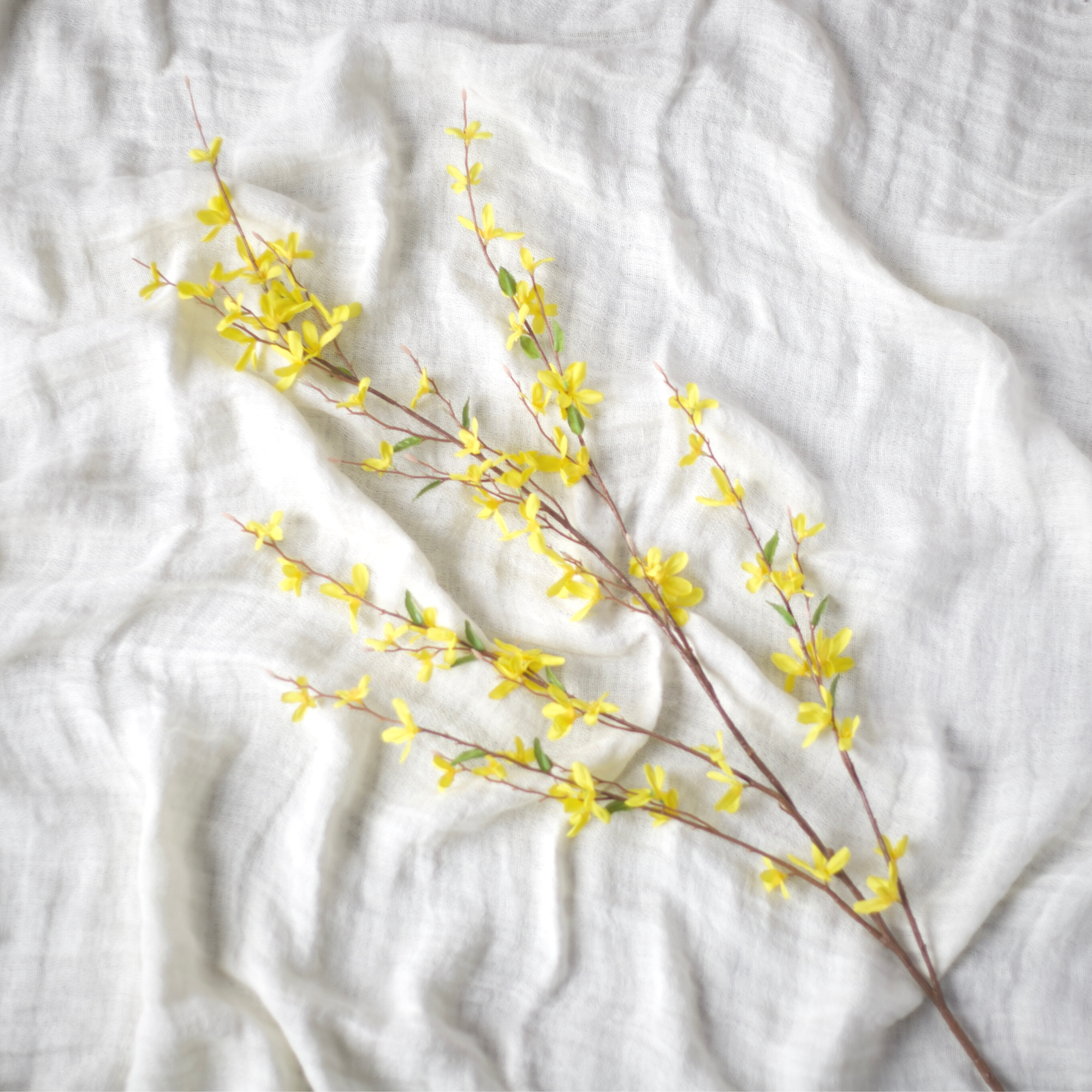 Yellow Forsythia Branch