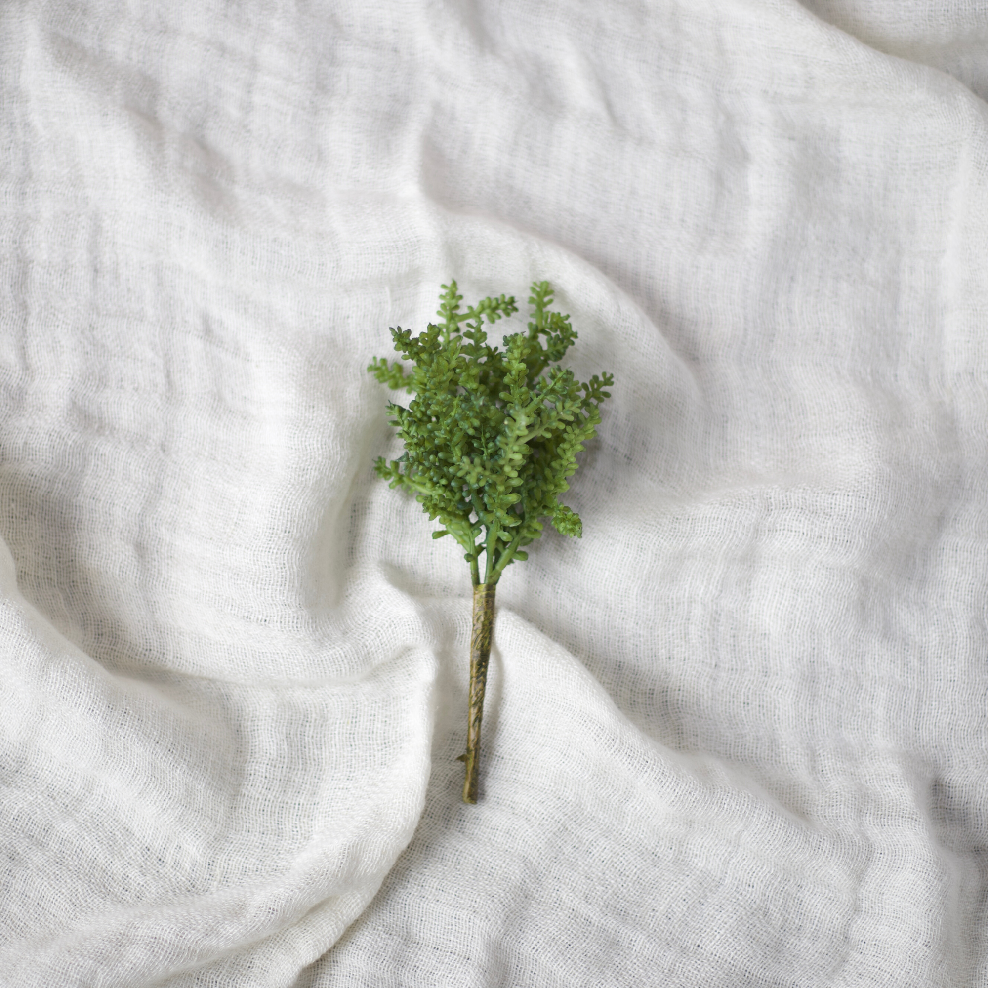 Baby Tear Succulent Pick