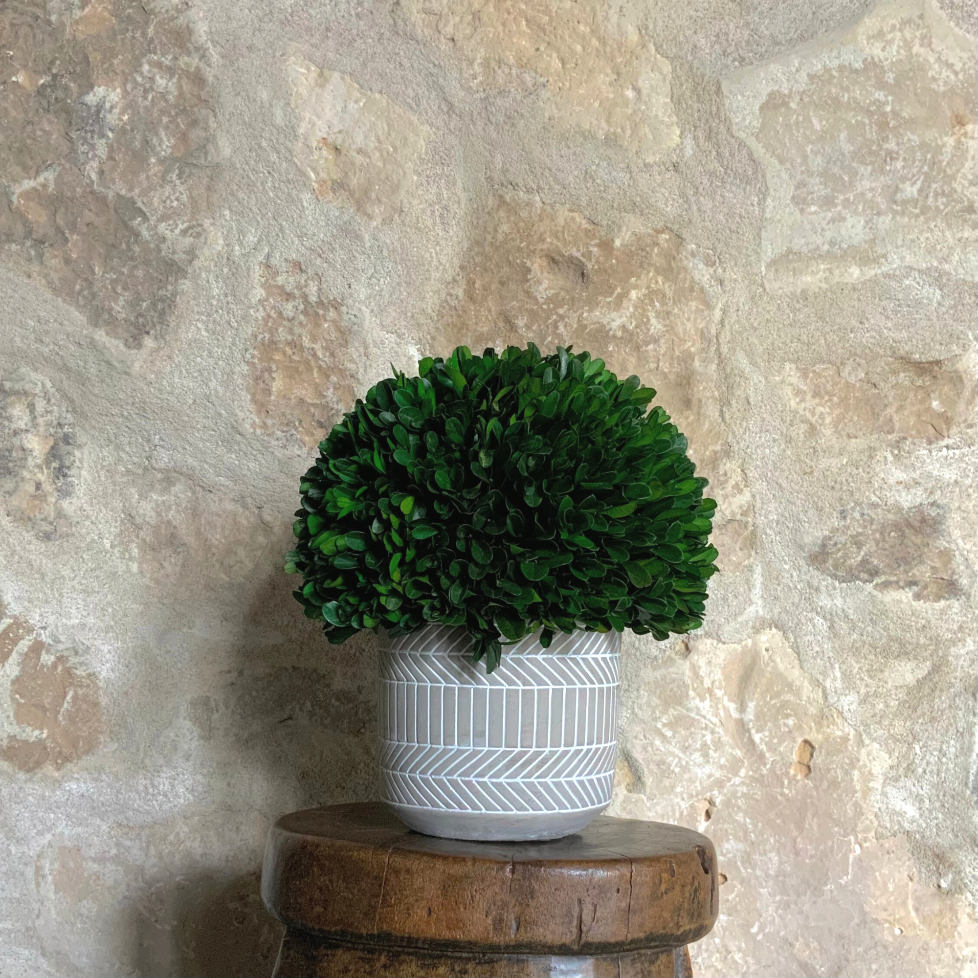 Natural Preserved Boxwood Topiary