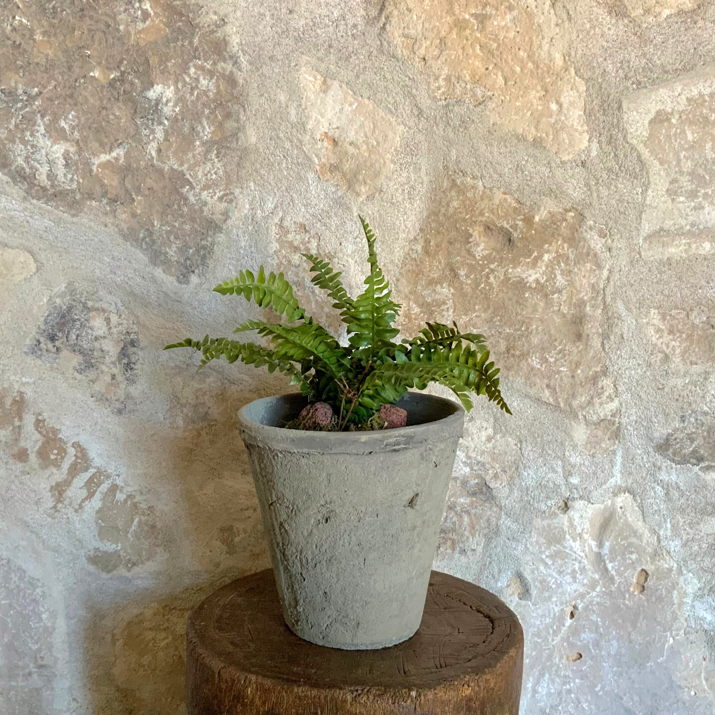 Boston Fern Drop-In