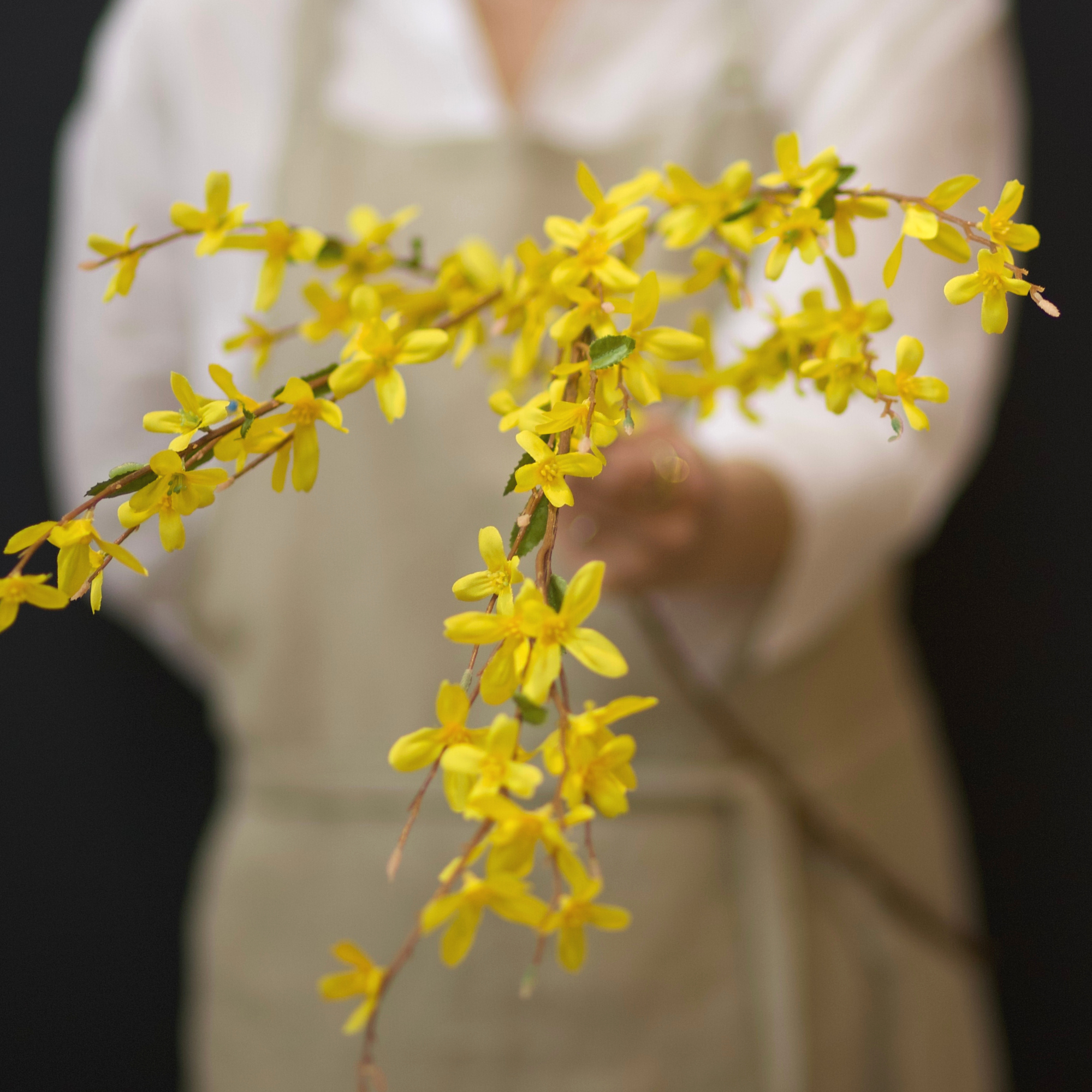 Yellow Forsythia Branch