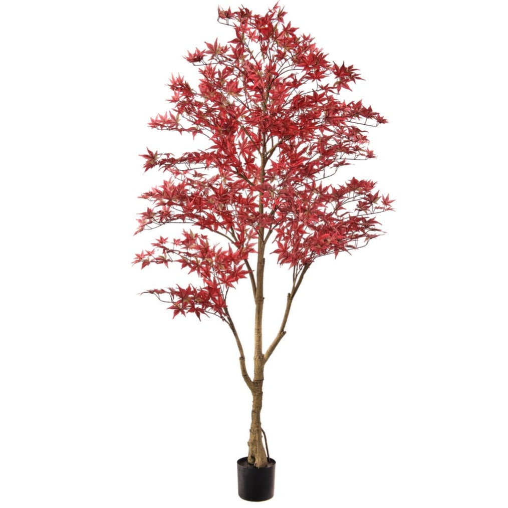 6' Japanese Maple Tree | Red