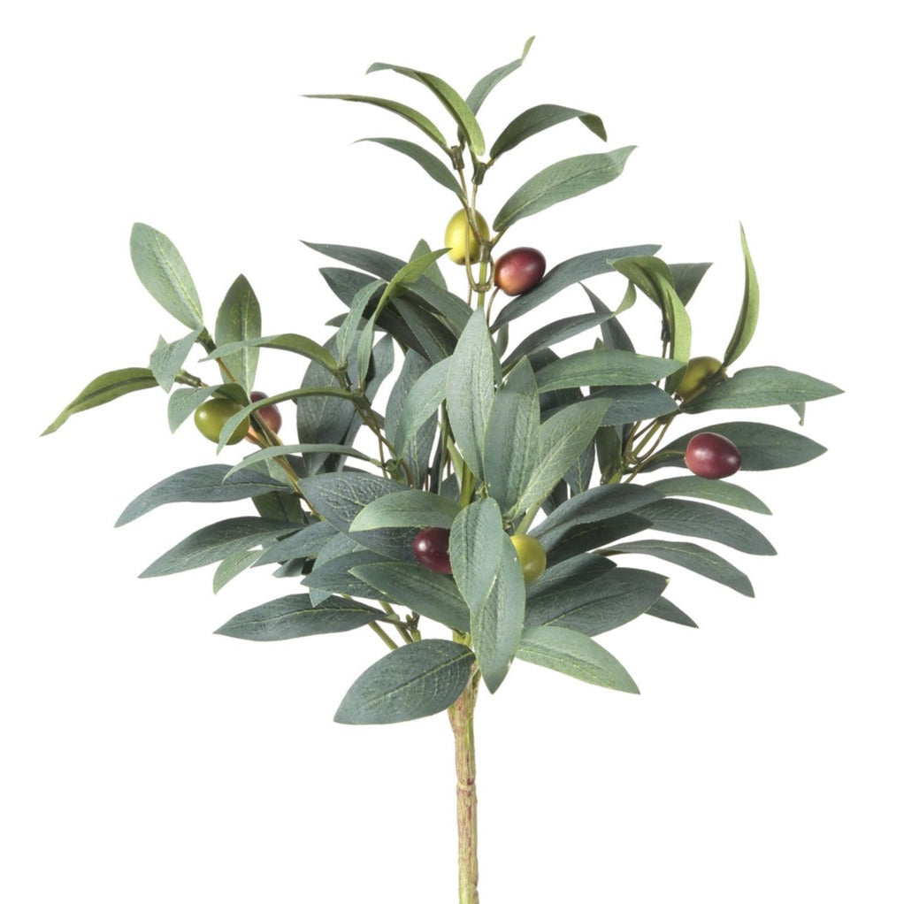 Olive Bush