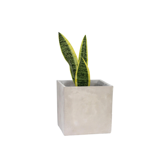 Concrete Cement Square Cube Planter Pot | 6"