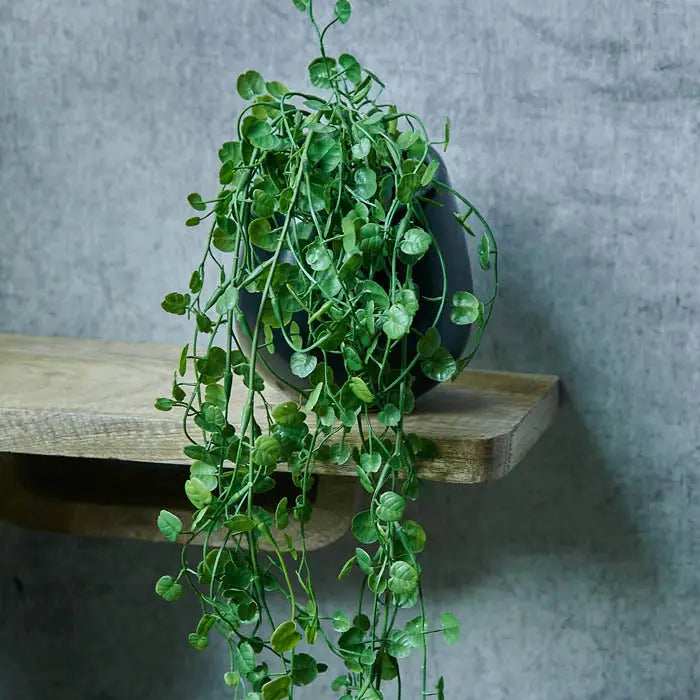 Begonia Leaf In Pot