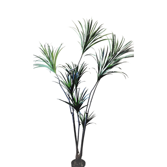 Load image into Gallery viewer, 6&amp;#39; Dracena
