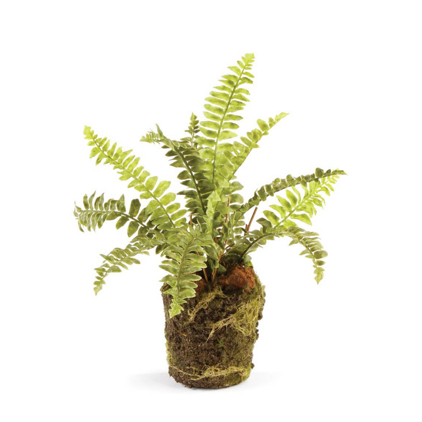 Boston Fern Drop-In