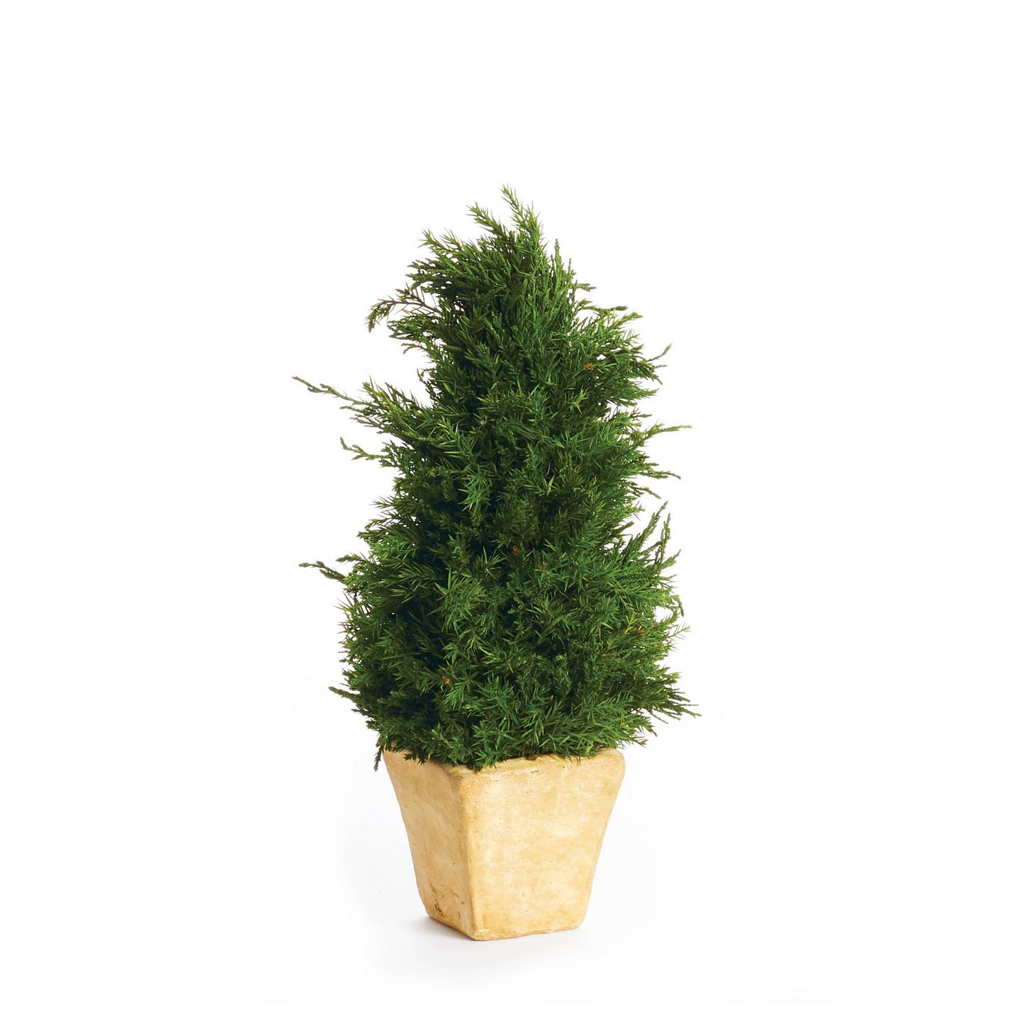 Cypress Cone Topiary In Pot