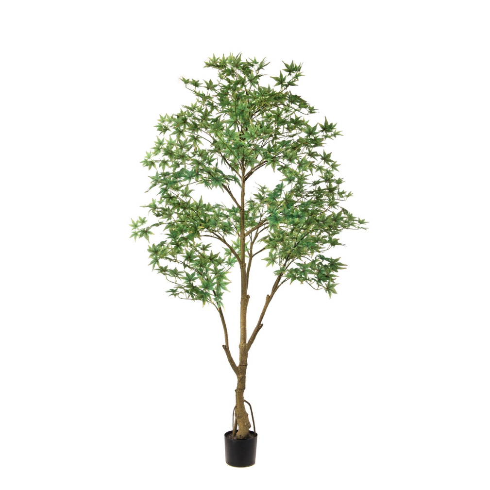 Japanese Maple Tree | Light Green