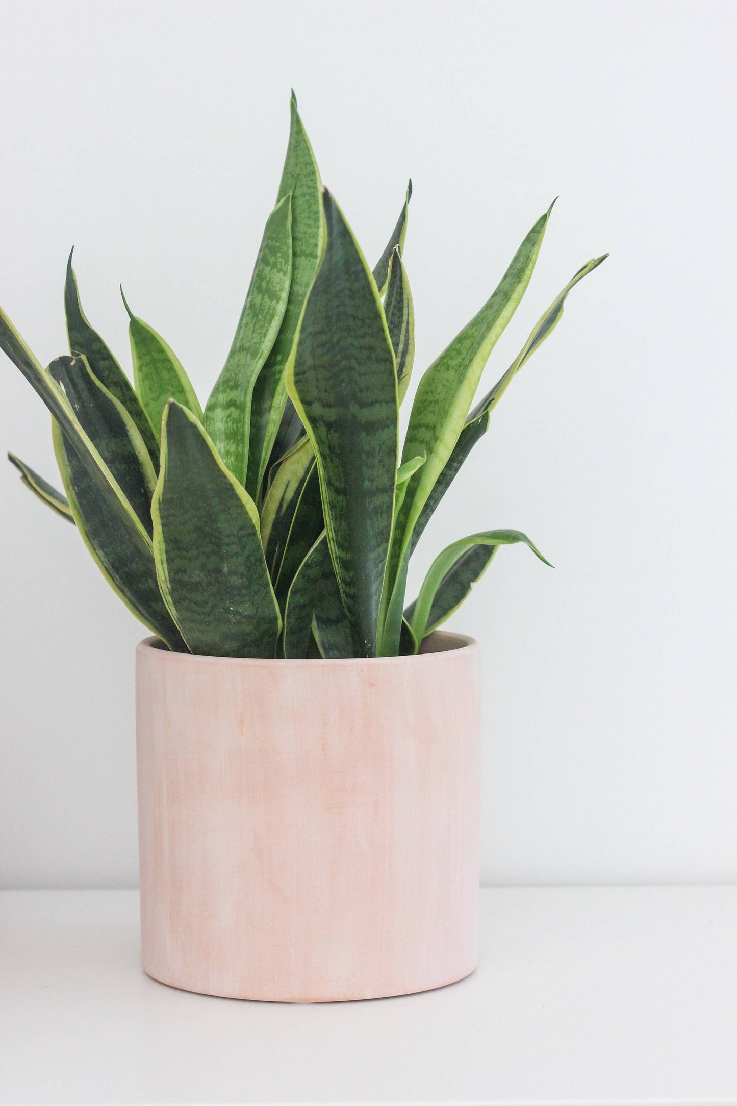 Load image into Gallery viewer, Terracotta Blush Pink Cylinder Planter | 7&amp;quot;
