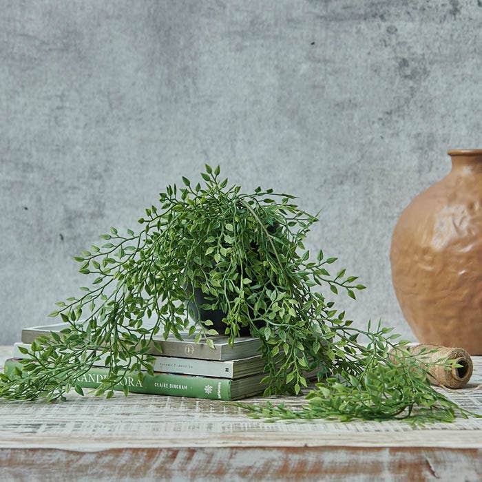 Trailing Milk Weed In Pot