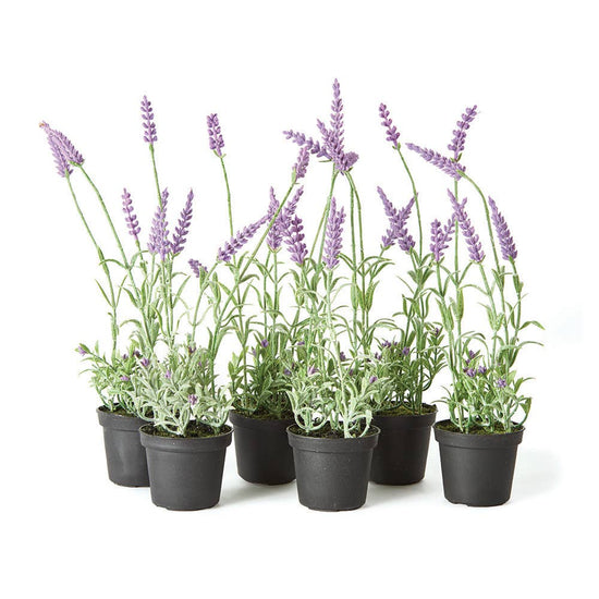French Lavender Drop-In