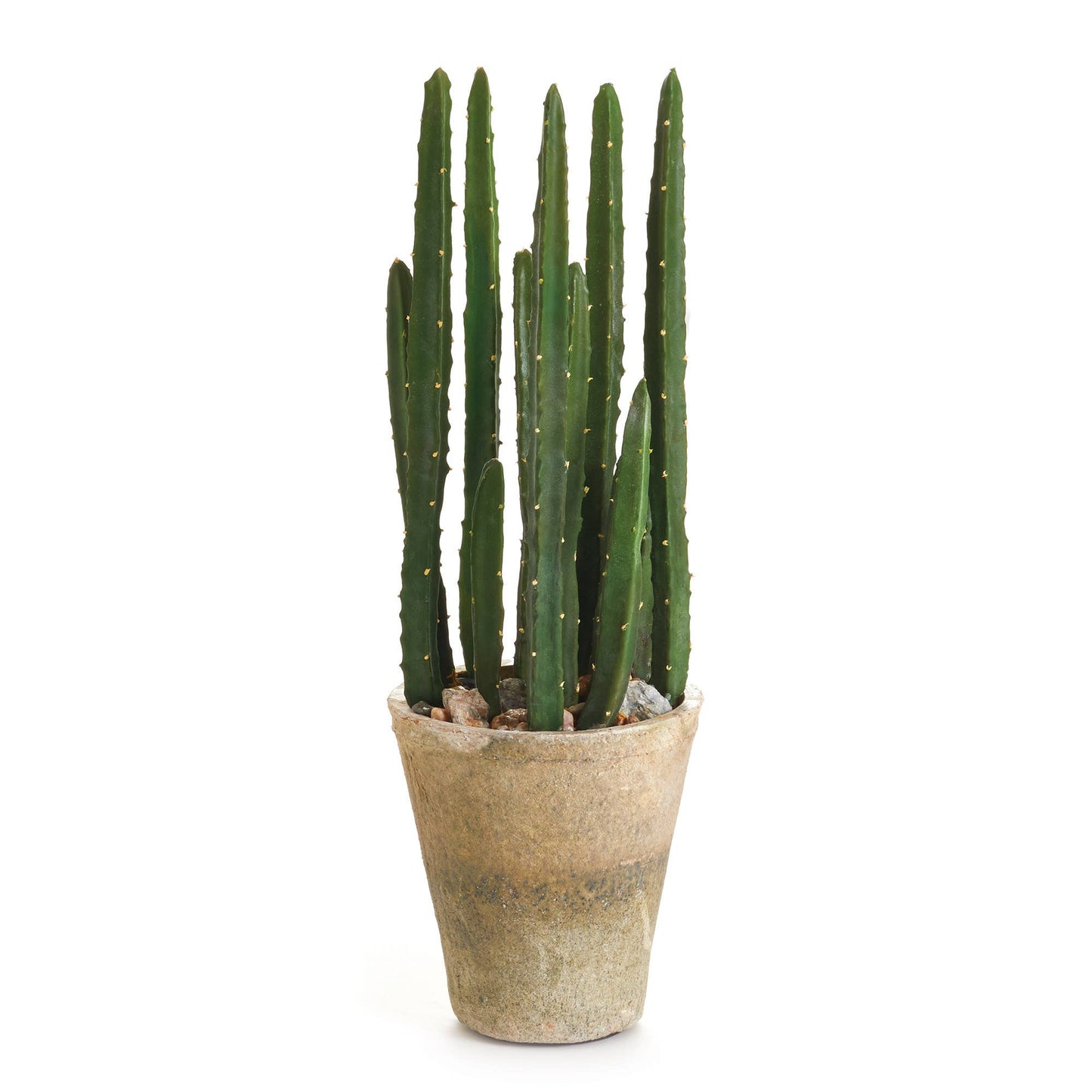 Bilberry Cactus Potted