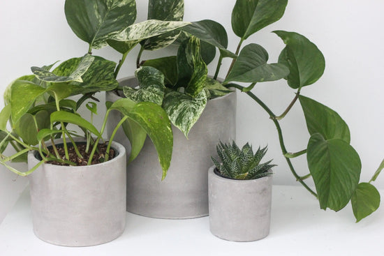 Load image into Gallery viewer, Concrete Cement Cylinder Planter Pot | 5&amp;quot;
