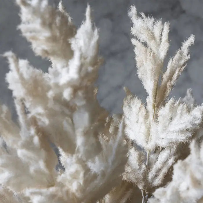 Fern Stem | Cream