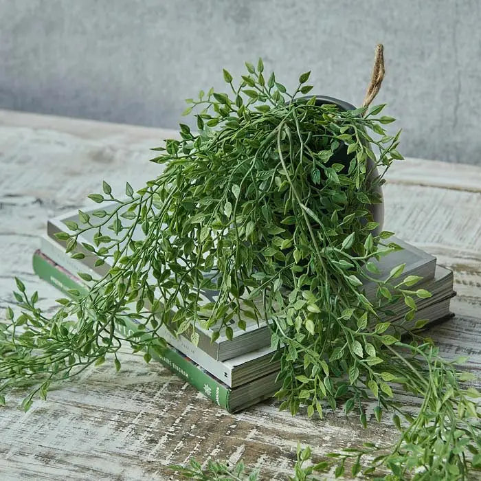 Trailing Milk Weed In Pot