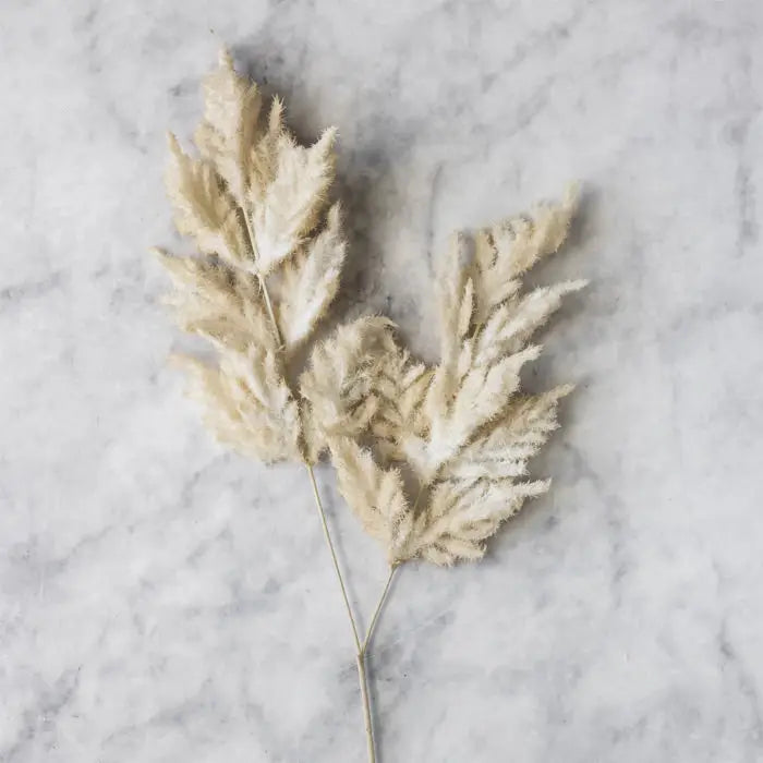 Fern Stem | Cream